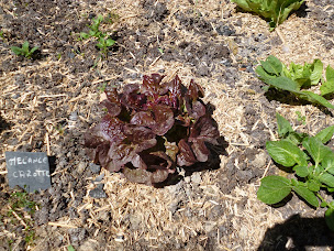 Photo n°12 de Le casse-graines à Le Châtellier (Restaurant)