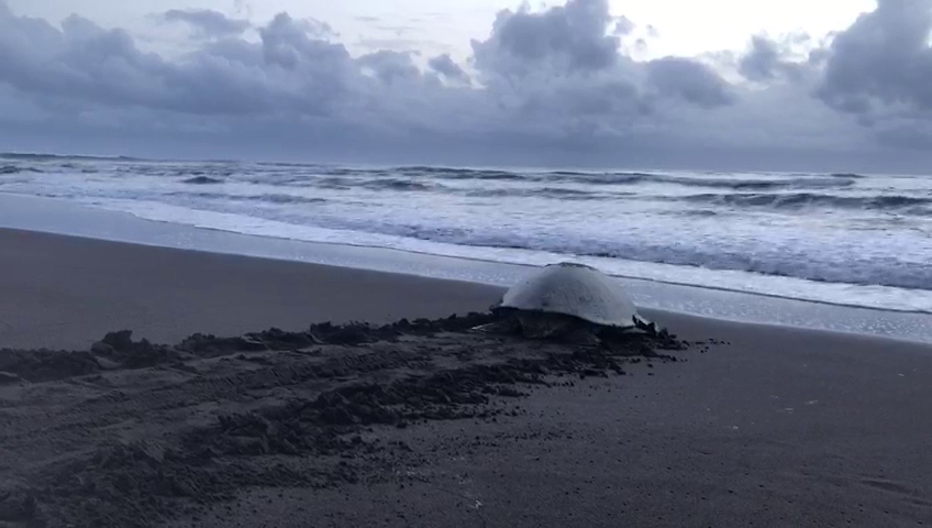 Laguna Lodge by null