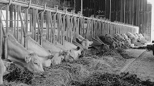 Photo n°7 de GAEC des Blondes à Givron (Ferme)