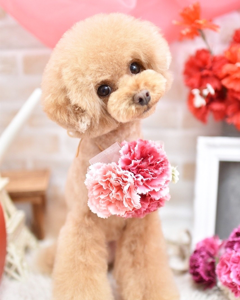 ペットサロンToutou Blanc