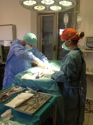 Ambulatorio Veterinario Porta Schiavonia - Thumbnail