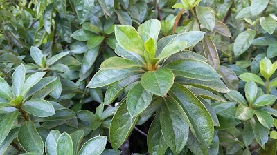 Photos of Curepipe Botanic Garden