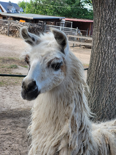 Westerhausen Zoo - Visual