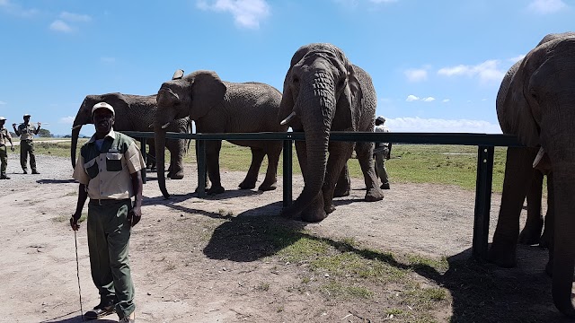 Knysna Elephant Park