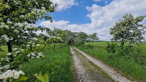 Mehlbeerbaum Allee - Visual