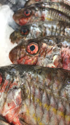 Photo n°131 de Pierrot Coquillages Kiosque, Restaurant, Livraison de fruits de mer & Poissons à Marseille (Marché aux poissons et fruits de mer)
