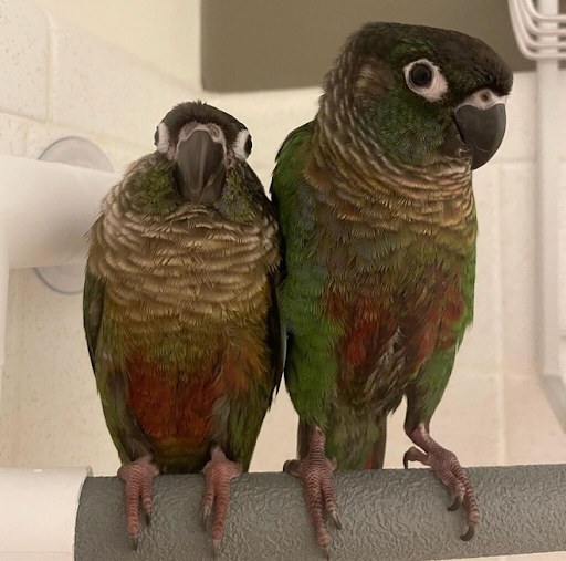 Birdsify - Visual