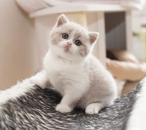 Photo n°17 de Chatterie du Panier Douillet : Élevage de chatons British Shorthair & Longhair à Jaulnay (Éleveur de chats)