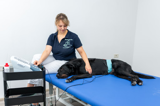 Tiertherapie Abel