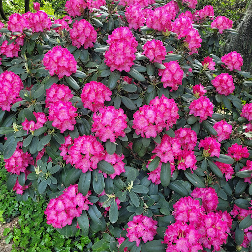 Rhododendrongarten - Thumbnail