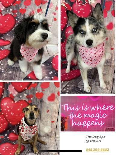 The Dog Spa at All Creatures - Thumbnail