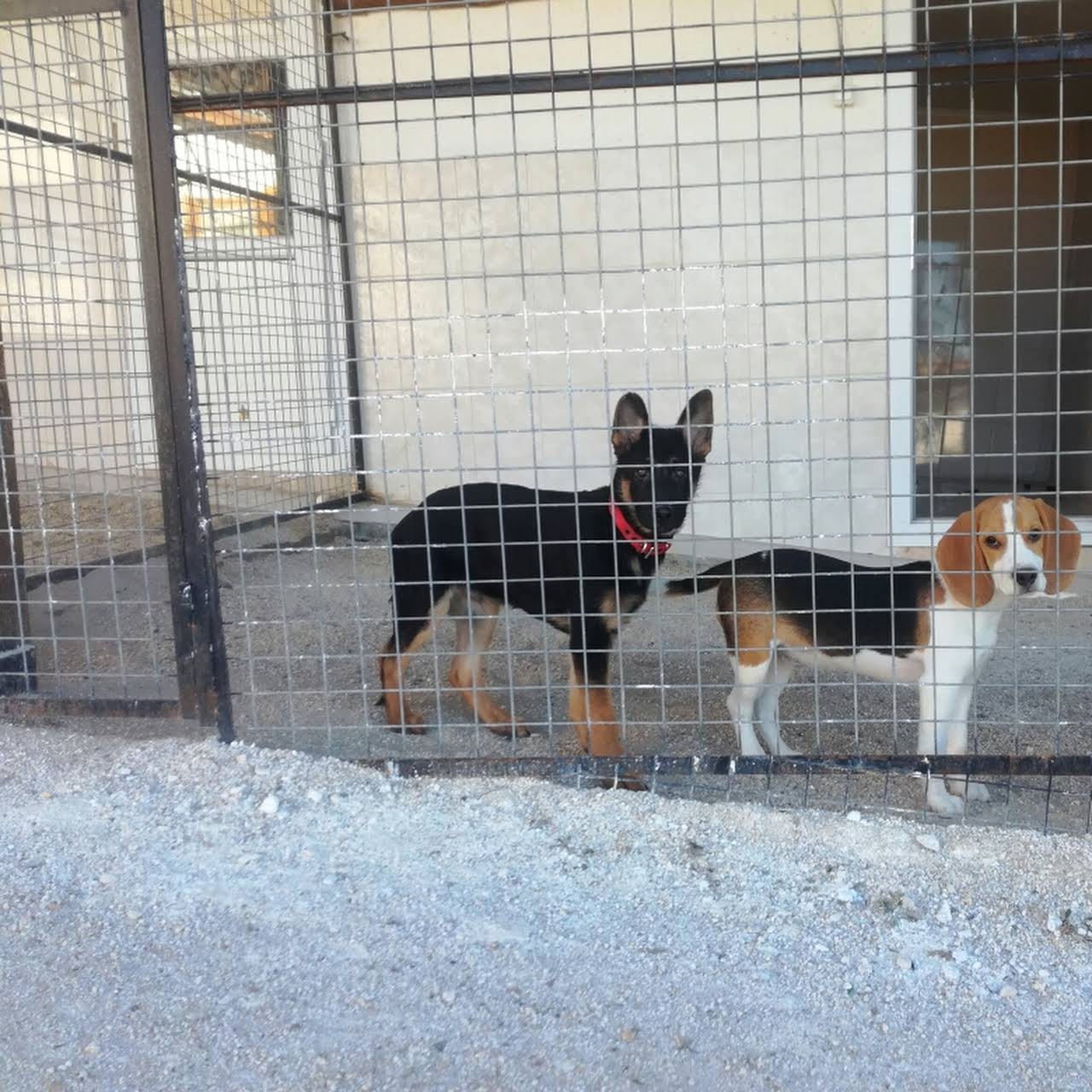 Eskisehir Kopek Ciftligi Dog Breeder