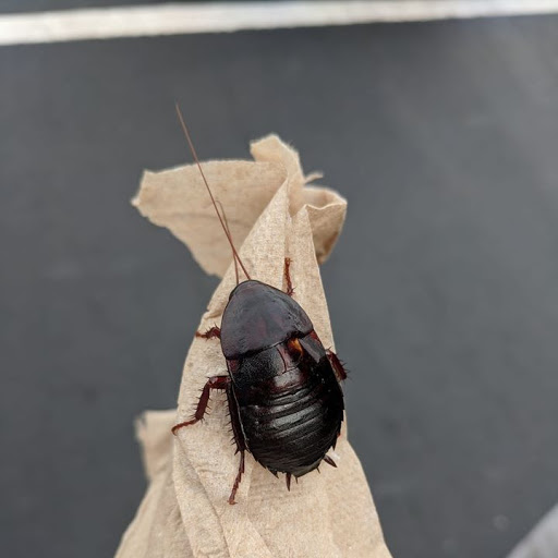 Anchor Services Termite & Pest Control - Thumbnail