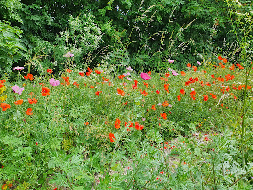 Burwell Fen - Visual