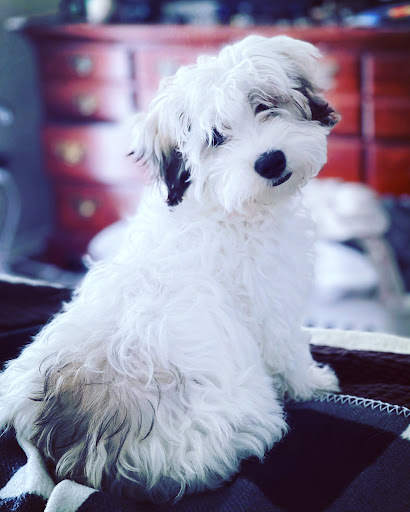 Bornagain Pet Salon Gallery - United States