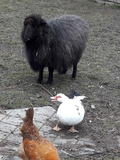 Camping Onder de dijk