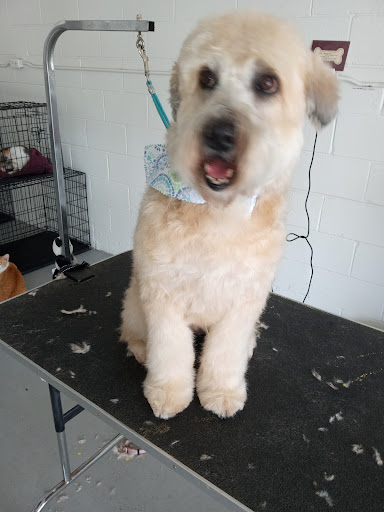 Push Pet Grooming - Visual