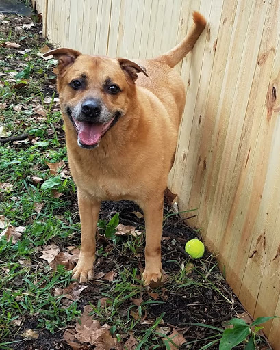 Country Club Pet World Kennel - Thumbnail