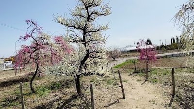 （有）梅花園