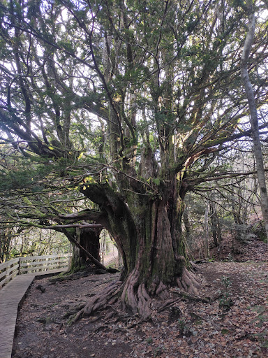 Bosque de Tejedelo - Visual