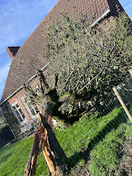 Photo n°11 de Passion Élagage à Hazebrouck (Service d'abattage à domicile)