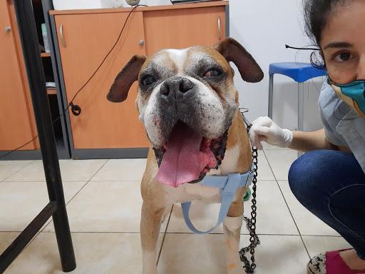 Animalia Clínica Veterinaria