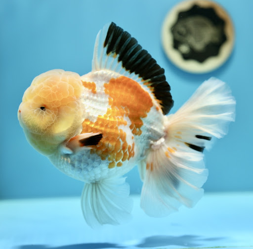 Jimmy Goldfish Gallery - United States
