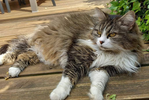 Photo de Pension chats Pruillé-le-Chétif à Pruillé-le-Chétif (72700)