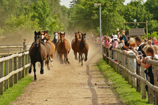 Erlebnisreiterhof - Bernsteinreiter Hirschburg - Thumbnail