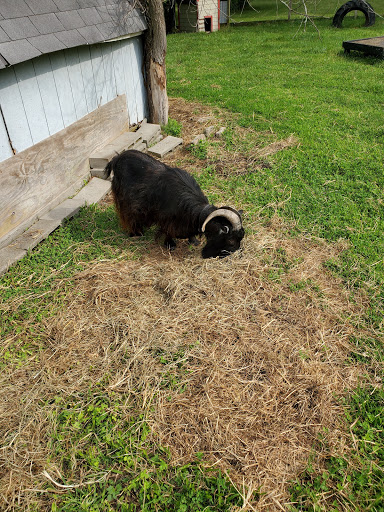 Wildcat Valley Animal Clinic - Thumbnail