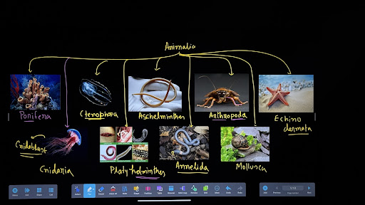 Animal kingdom, upto phylum echinodermata , class 11 post image