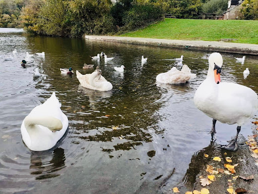 Decoy Country Park - Thumbnail