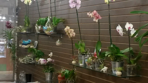 SR Orchids - Visual