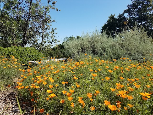 Polliwog Park