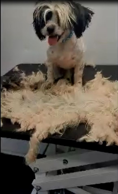 Sensible Sharpness - grooming and general edge sharpening services