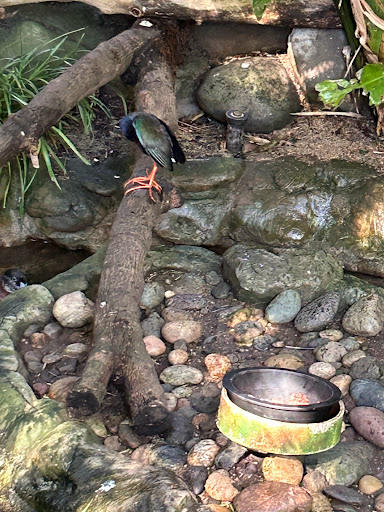 Bird walk - Visual