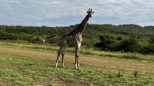Safari's Op Maat - Thumbnail