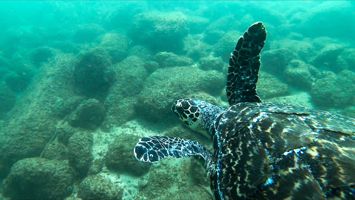 Campamento Tortuguero Mayto - Thumbnail