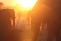 Échappée Namibienne à Villeneuve-d'Ascq