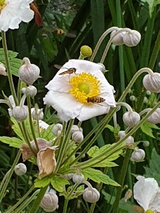 Cambridge University Botanic Garden cambridge