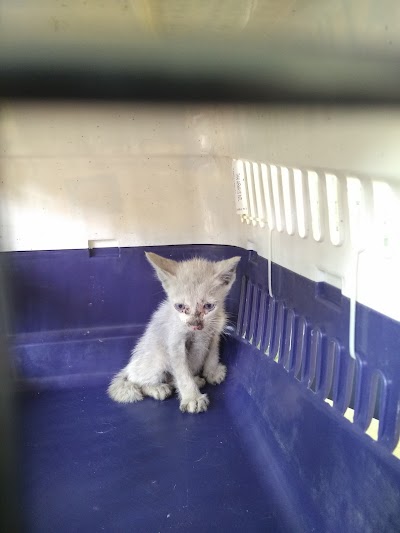 Photos of Phnom Penh Animal Welfare Society (PPAWS)