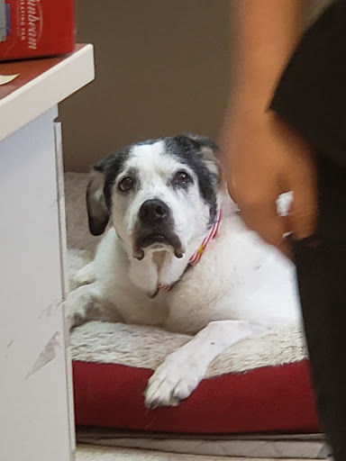 Enid SPCA - Visual