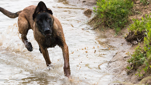 Cohérence canine - Educateur Canin - Thumbnail