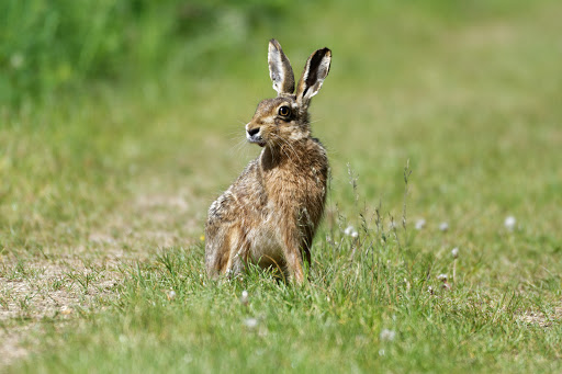 RSPB Ouse Fen Reserve - Thumbnail