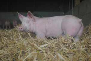 Photo n°4 de GAEC DE LA FERME DE BRENATURE à Saint-Servant (Charcuterie)