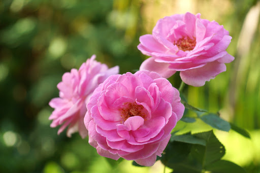 Ross Funerals Gallery - Australia