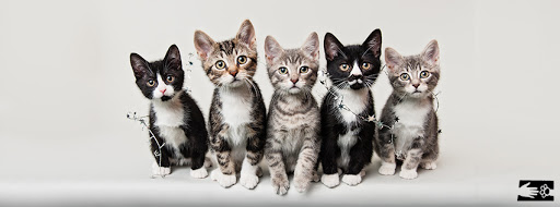 Humane Society Of Chittenden County Logo