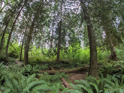 Squak Mountain State Park Natural Area - Thumbnail
