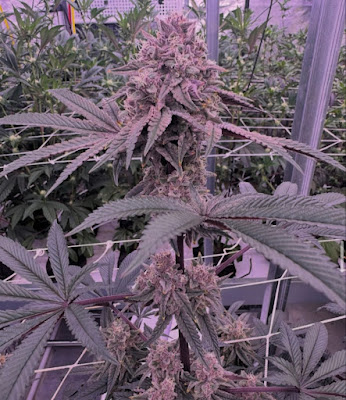 Photo of Ganja Gardens