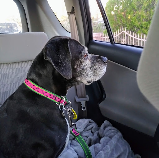 All About Restful Pets - Thumbnail